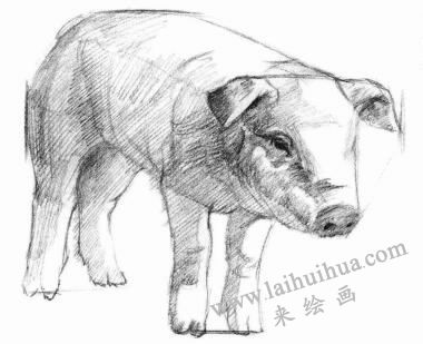 豬的素描畫法步驟03
