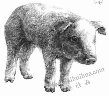 豬的素描畫法步驟06