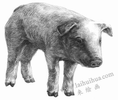 豬的素描畫法步驟08