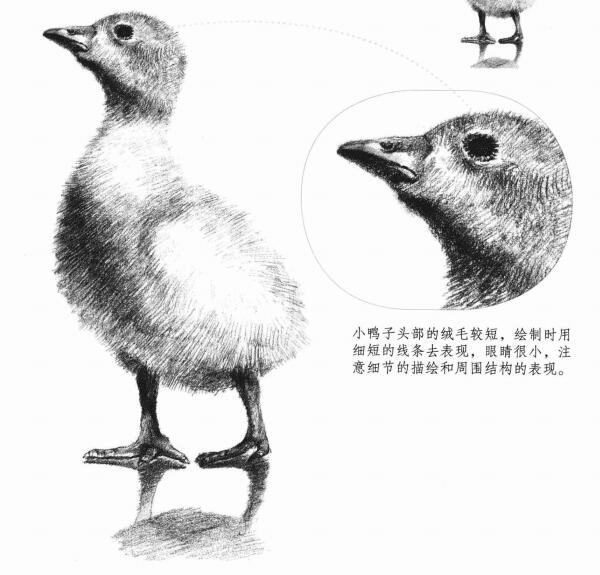 鴨子的素描畫法