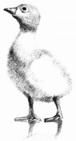 鴨子的素描畫法步驟06