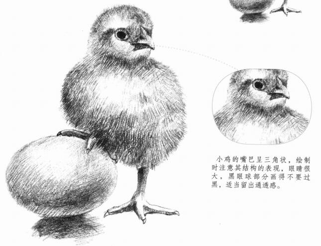 小雞的素描畫法