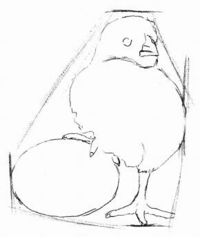 小雞的素描畫法步驟02