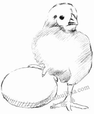 小雞的素描畫法步驟03