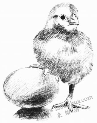 小雞的素描畫法步驟05