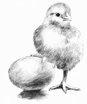 小雞的素描畫法步驟06