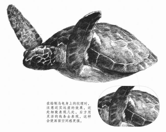 海龜?shù)乃孛璁嫹?></p>

<p> </p>

<p class=