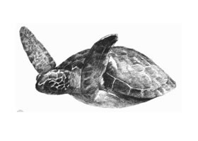 海龜?shù)乃孛璁嫹? />
</span>
</span>
</a>
</p>
<p class=