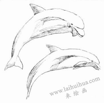 海豚的素描畫(huà)法步驟03