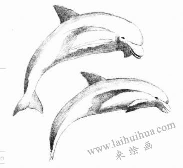 海豚的素描畫(huà)法步驟04