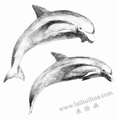 海豚的素描畫(huà)法步驟05