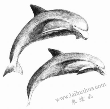 海豚的素描畫(huà)法步驟06