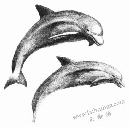 海豚的素描畫(huà)法步驟08