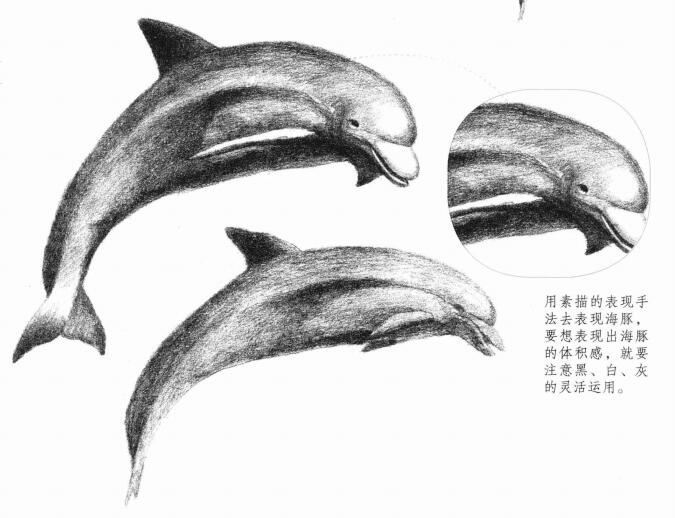 海豚的素描畫(huà)法