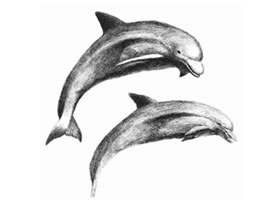 海豚的素描畫法