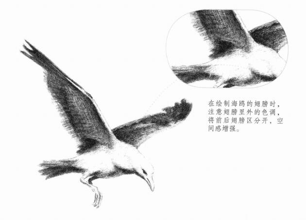 翱翔的海鷗素描畫法