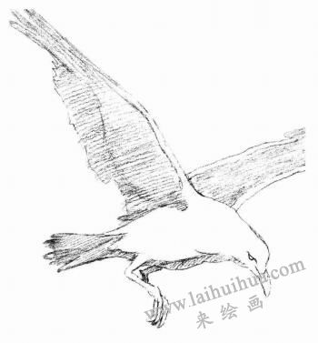 海鷗的素描畫法步驟03