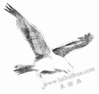 海鷗的素描畫法步驟04