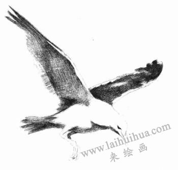 海鷗的素描畫法步驟05