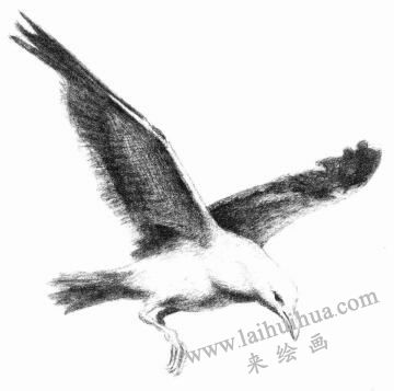 翱翔的海鷗素描畫