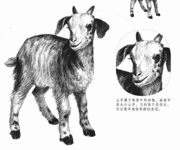 山羊的素描畫法