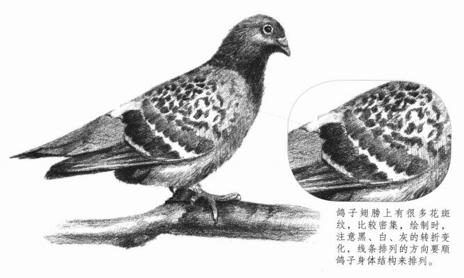 鴿子的素描畫(huà)法