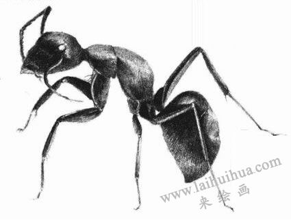 螞蟻的素描畫法步驟07