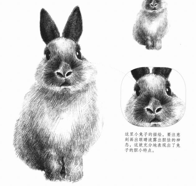 兔子的素描畫法