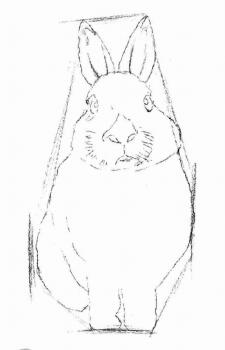 兔子的素描畫法步驟02