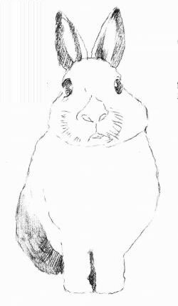 兔子的素描畫法步驟03