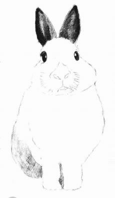 兔子的素描畫法步驟04