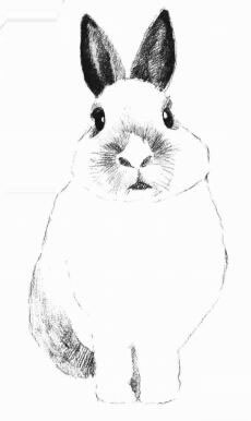 兔子的素描畫法步驟06