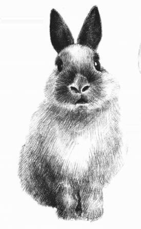 兔子的素描畫