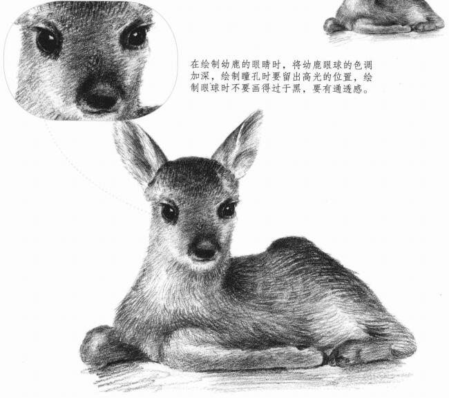 幼鹿的素描畫法