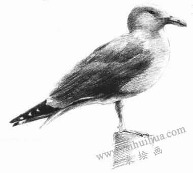 海鷗素描畫