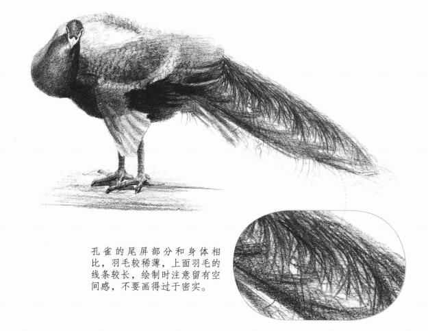 孔雀的素描畫(huà)法