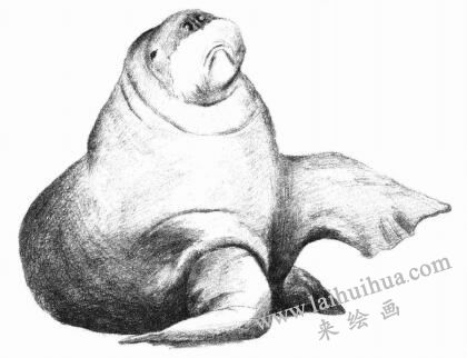 海象的素描畫法步驟07