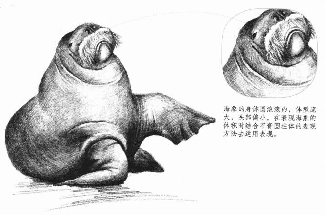 海象的素描畫法