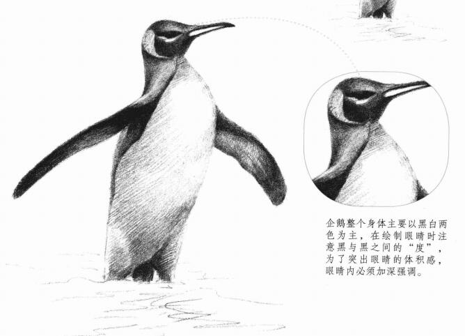 企鵝的素描畫法