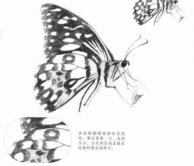蝴蝶的素描畫法