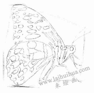 蝴蝶的素描畫法步驟02