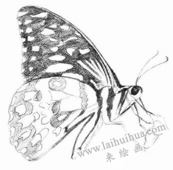 蝴蝶的素描畫法步驟04