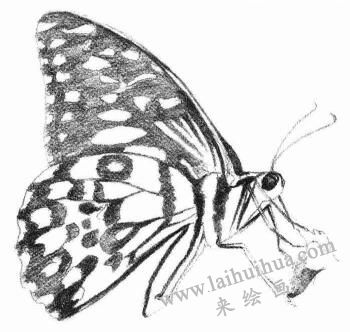 蝴蝶的素描畫法步驟05