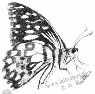 蝴蝶素描畫