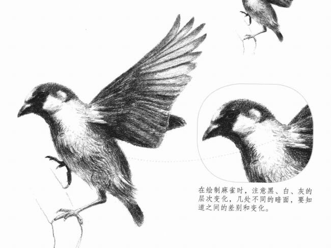 麻雀的素描畫法