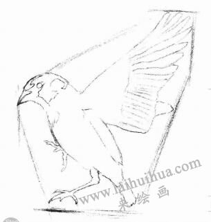 麻雀的素描畫法步驟02