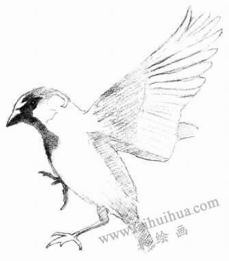 麻雀的素描畫法步驟03