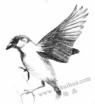 麻雀的素描畫法步驟06