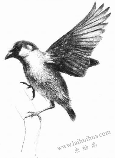 麻雀素描畫