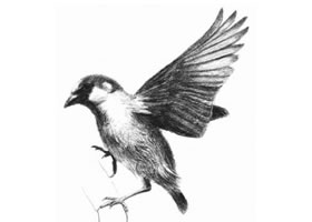 麻雀的素描畫法